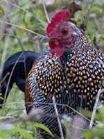 grey junglefowl 